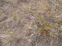 Filename=th_1pawnee_grasslands_aug_06_flora_05.jpg
Filesize=401KiB
Dimensions=800x600
Date added=Oct 19, 2011 th_1pawnee_grasslands_aug_06_flora_05.jpg