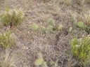 Filename=th_1pawnee_grasslands_aug_06_flora_06.jpg
Filesize=385KiB
Dimensions=800x600
Date added=Oct 19, 2011 th_1pawnee_grasslands_aug_06_flora_06.jpg