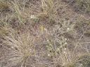 Filename=th_1pawnee_grasslands_aug_06_flora_07.jpg
Filesize=397KiB
Dimensions=800x600
Date added=Oct 19, 2011 th_1pawnee_grasslands_aug_06_flora_07.jpg