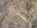 Filename=th_1pawnee_grasslands_aug_06_flora_10.jpg
Filesize=391KiB
Dimensions=800x600
Date added=Oct 19, 2011 th_1pawnee_grasslands_aug_06_flora_10.jpg