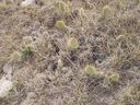 Filename=th_1pawnee_grasslands_aug_06_flora_11.jpg
Filesize=404KiB
Dimensions=800x600
Date added=Oct 19, 2011 th_1pawnee_grasslands_aug_06_flora_11.jpg