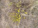 Filename=th_1pawnee_grasslands_aug_06_flora_12.jpg
Filesize=401KiB
Dimensions=800x600
Date added=Oct 19, 2011 th_1pawnee_grasslands_aug_06_flora_12.jpg