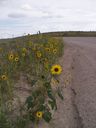 Filename=th_1pawnee_grasslands_aug_06_flora_14.jpg
Filesize=124KiB
Dimensions=450x600
Date added=Oct 19, 2011 th_1pawnee_grasslands_aug_06_flora_14.jpg